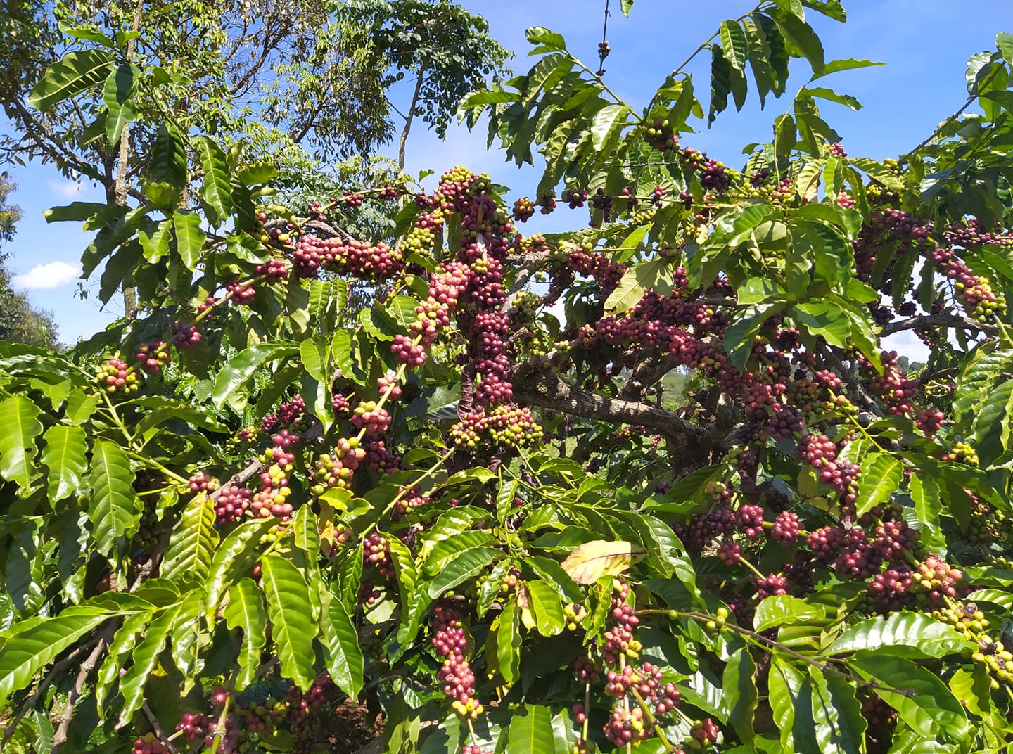 Giá nông sản ngày 17/9/2022: Cà phê và tiêu đồng loạt giảm